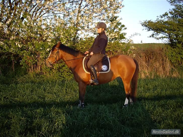 Hollandsk Sportspony  ANNIE | SOLGT :'( - Annie i skoven <3 billede 3