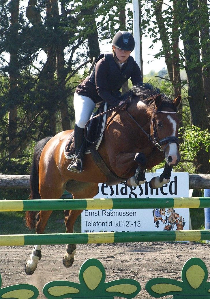 Hollandsk Sportspony  ANNIE | SOLGT :'( - Mb 2011 billede 1