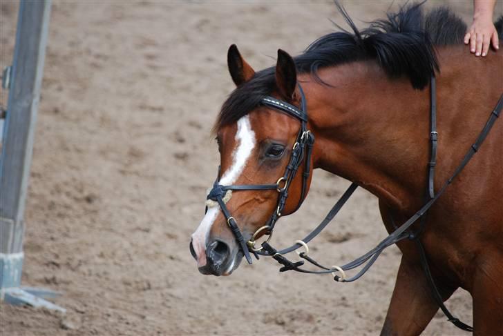 Hollandsk Sportspony  ANNIE | SOLGT :'( - smukke :D Ved Bo Bak billede 4