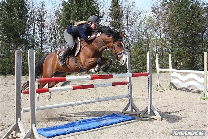 Hollandsk Sportspony  ANNIE | SOLGT :'( - Træning i maj 10 - du er dejlig <3 billede 5