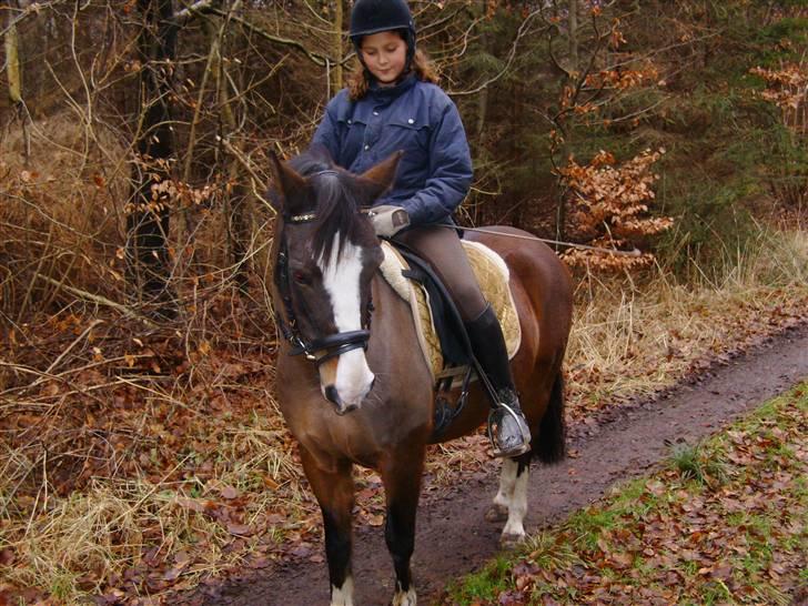 DSP Verona (Donse) billede 9