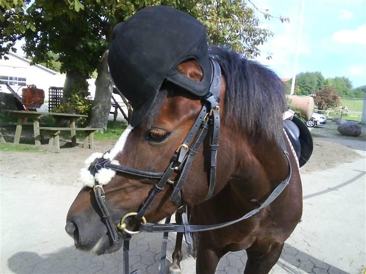 Anden særlig race Lucky - Velkommen til Luckys profil<3 billede 1