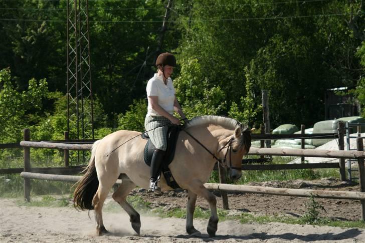 Fjordhest Annabel Kongehøj billede 20