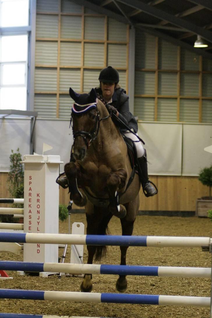 Hannoveraner Bona Laudata(aflivet:'() - Første la - tørring nul fejl Ö foto:strømpen billede 19