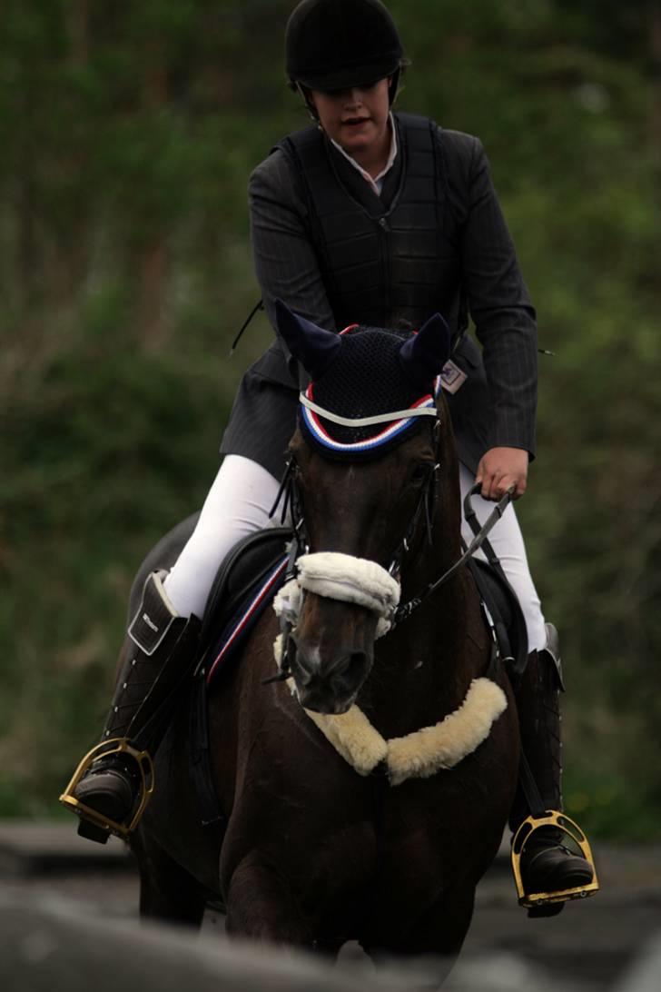 Hannoveraner Bona Laudata(aflivet:'() - farvel:) for denne gang:) foto:strømpen billede 20