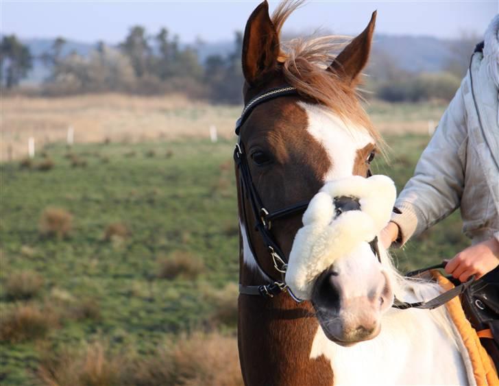 Pinto Gantrup Tinka.  - Velkommen til Tinka´s profil, ingen af billederne må bruges uden tiladelse fra mig (x<3! Håber i kan li hende<3 billede 1