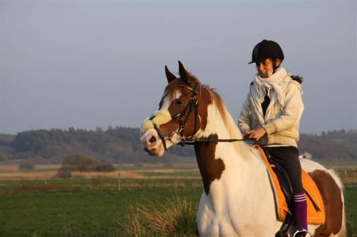 Pinto Gantrup Tinka.  - Flotte<3 billede 2