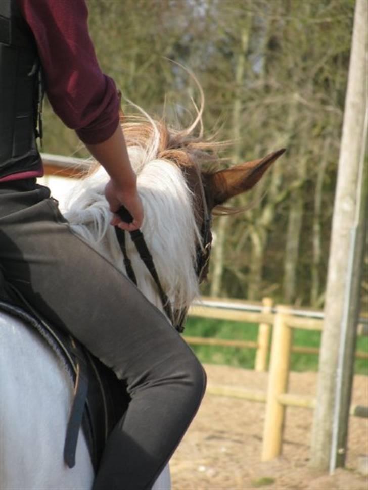 Pinto Gantrup Tinka.  - Spring undervisning<3 Foto; As-Foto. billede 3