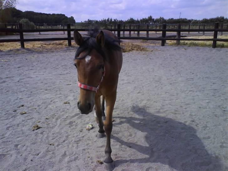 New Forest Skovlundegårds La Bella  [Tidl. part.] billede 4