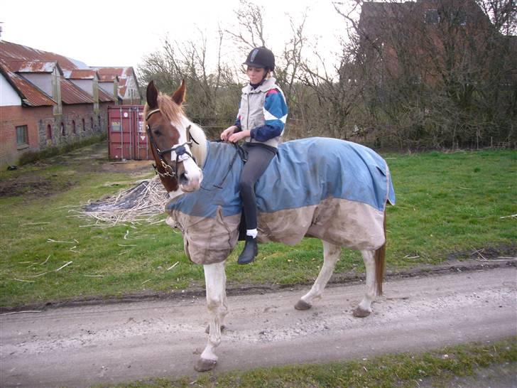 Pinto Gantrup Tinka.  - For vise hun kan rides uden sadle, dog meget svært! (: billede 4