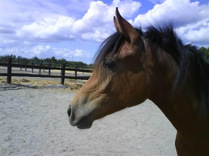 New Forest Skovlundegårds La Bella  [Tidl. part.] billede 6
