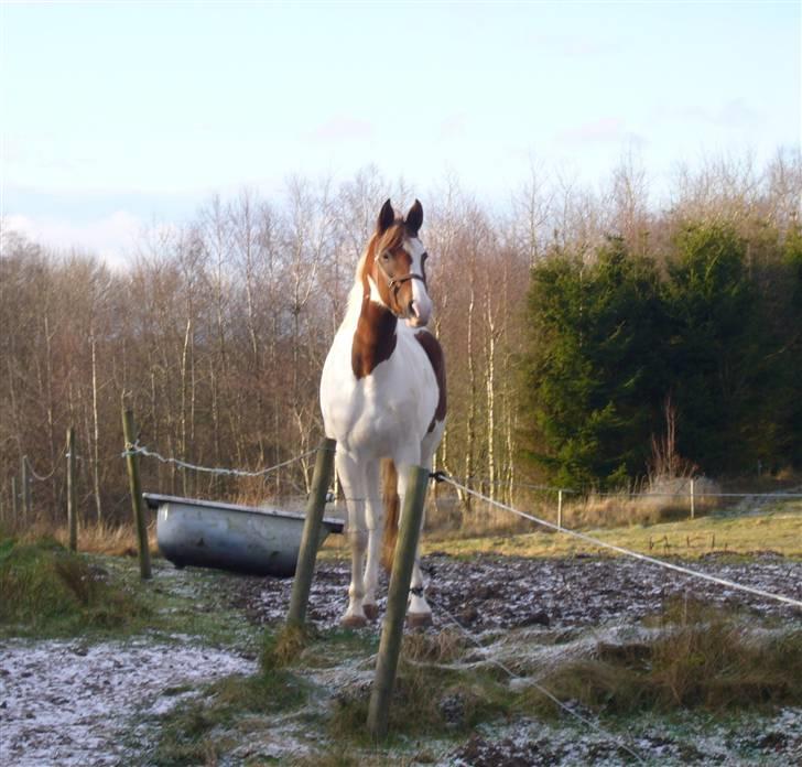 Pinto Gantrup Tinka.  - Tinka kigger når jeg går fra hende på folden<3 billede 5