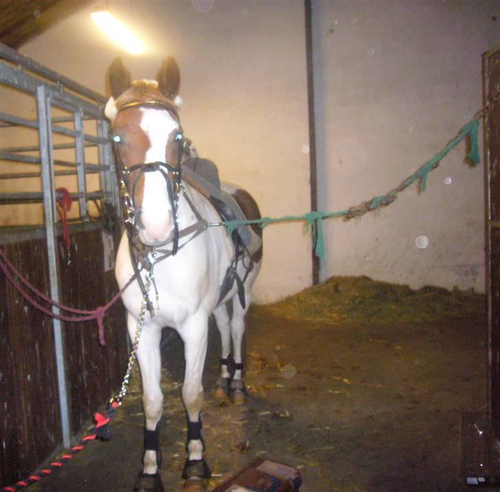 Pinto Gantrup Tinka.  - Så bliver hun sadlet op, hun bliver kun bedere og bedere.<33 billede 7