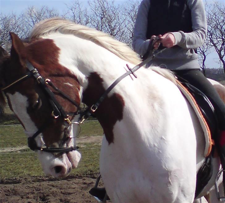 Pinto Gantrup Tinka.  - For vise hun kan rides (: billede 9
