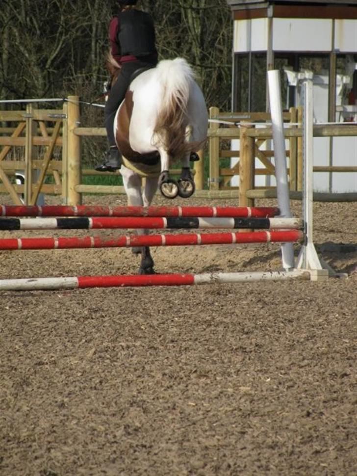 Pinto Gantrup Tinka.  - For at vise hun kan springe Foto; As-Foto. billede 10