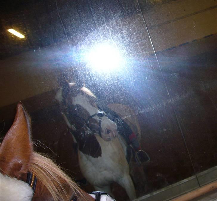 Pinto Gantrup Tinka.  - Lidt sjov i ridehallen (x <3 billede 11