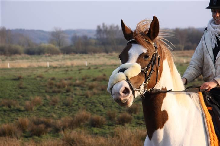 Pinto Gantrup Tinka.  - Gantrup Tinka<´33 billede 12
