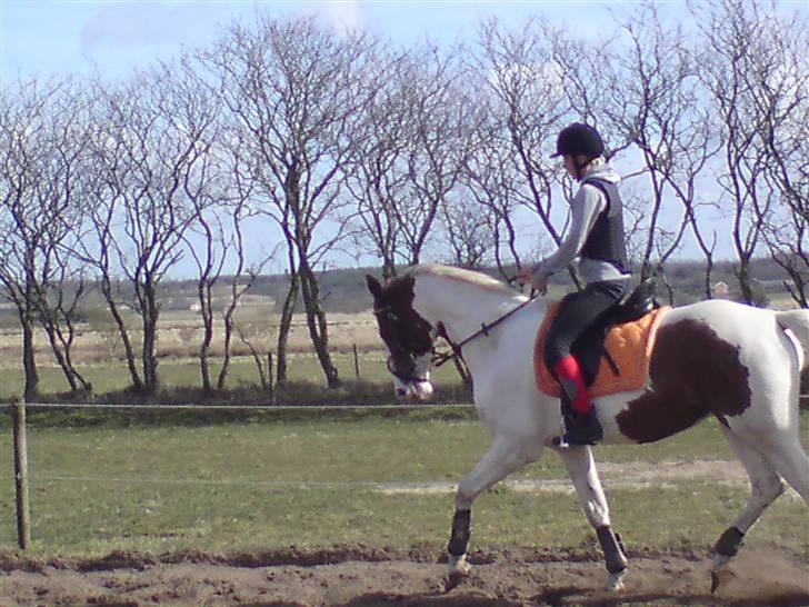 Pinto Gantrup Tinka.  - For vise hun kan rides - skal nok blive bedre (: billede 13