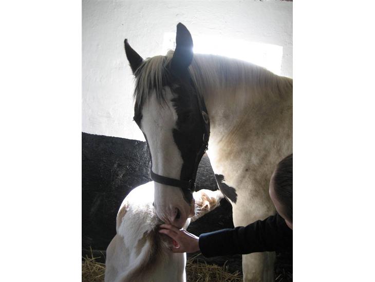 {{currentPhoto.altText}} billede {{currentPhoto.number}}