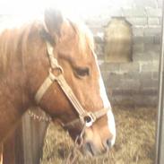 New Forest Ariena Hoeve Princess*R.I