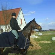 Welsh Pony af Cob-type (sec C) Anjershof Romance