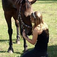 Hollandsk Sportspony Storm <3 R.I.P min dreng!