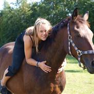 Hollandsk Sportspony Storm <3 R.I.P min dreng!