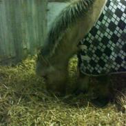 Anden særlig race oscar