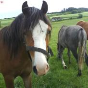 Anden særlig race Thais