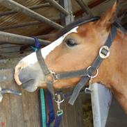 Anden særlig race Thais