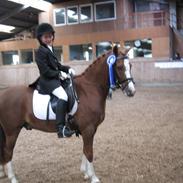 Welsh Pony (sec B) Anri Monet SOLGT