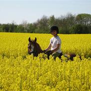 Welsh Pony (sec B) Anri Monet SOLGT