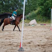 Anden særlig race Scarlet