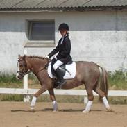 Welsh Pony af Cob-type (sec C) Smila