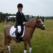 Welsh Pony af Cob-type (sec C) Smila