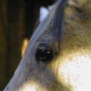 Arabisk fuldblod (OX) Salomo