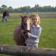 Welsh Pony af Cob-type (sec C) Smila