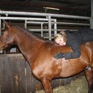 DSP Baksmindes Landini.