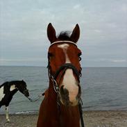 DSP Baksmindes Landini.