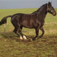 Oldenborg Catiopaja Højbogård