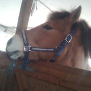 Anden særlig race tyson