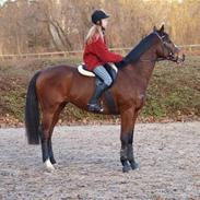 Fuldblod (XX) Perfect Match R.I.P