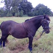 Anden særlig race Max 