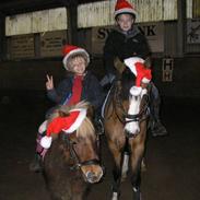 Welsh Pony af Cob-type (sec C) Gavotte`s Cathrien