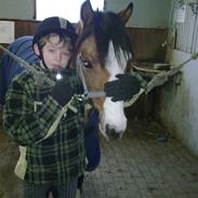 Welsh Pony af Cob-type (sec C) Gavotte`s Cathrien