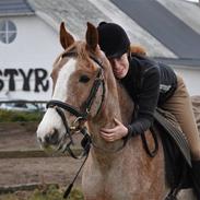 Anden særlig race Zafir R.I.P.