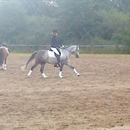 Anden særlig race Charmant [Himmelhest]