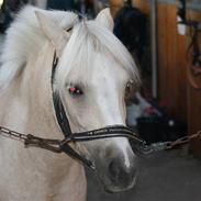 Anden særlig race Pretty Woman