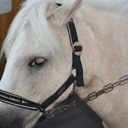 Anden særlig race Pretty Woman