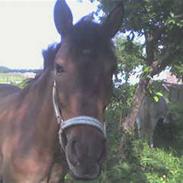 Konik Polski Lava (Gammel Part)